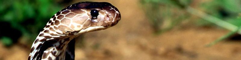 Если ядовитая змея укусит сама себя, она умрет от своего яда или нет?