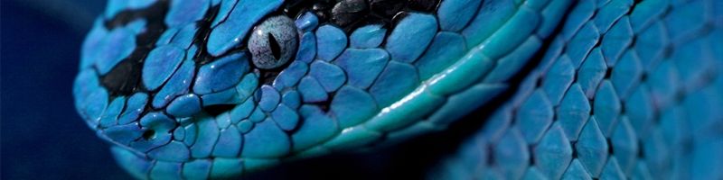 Почему все змеи постоянно высовывают наружу язык?