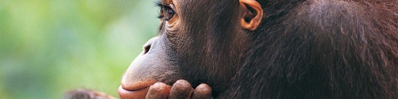 Почему современные обезьяны не эволюционируют?