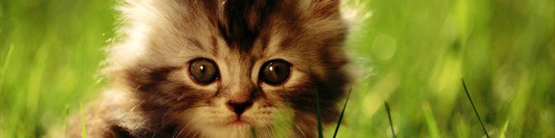 Почему котята и щенки рождаются слепыми, а человеческие детеныши - зрячими?