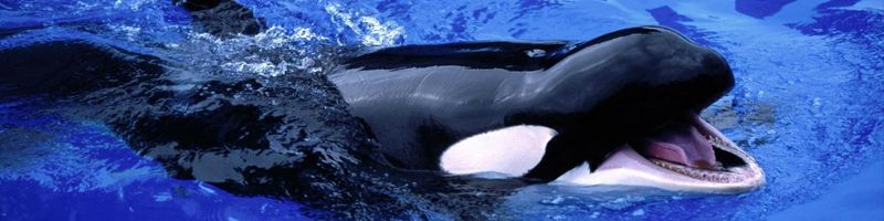Если от плавания худеют, то почему киты такие толстые?