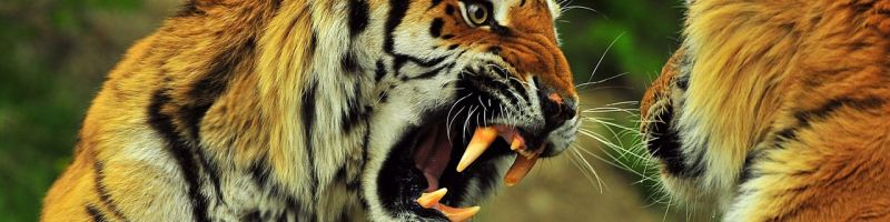 Что будет, если дать понюхать валерьянки тигру или льву? Будет ли их "штырить"?