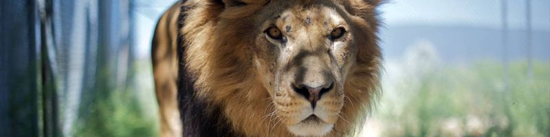 Если пересадить гриву льва человеку, приживется она или нет?